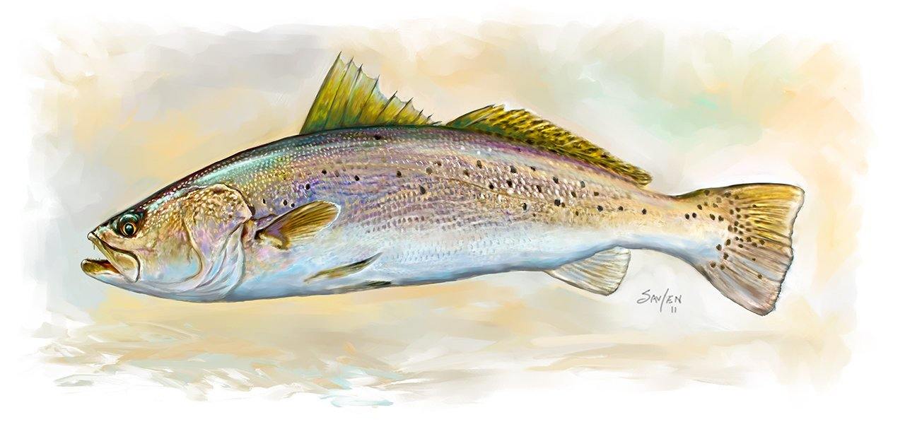 "Spotted Sea Trout" Speckled Trout Art
